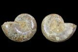 Cut & Polished, Agatized Ammonite Fossil - Jurassic #100515-1